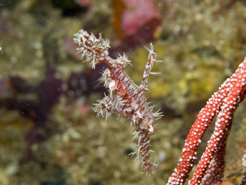 Ghost pipe fish, Ko Bida